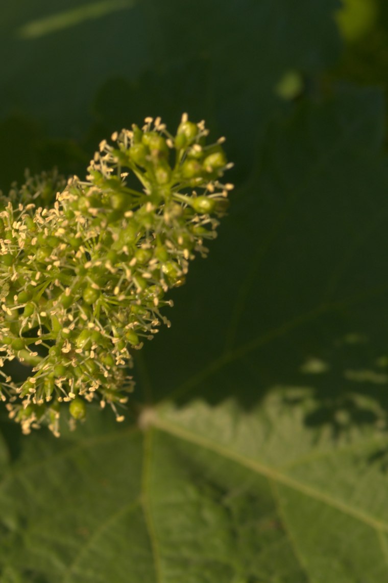 Rebblüte, © Weinviertel Tourismus / Mödl