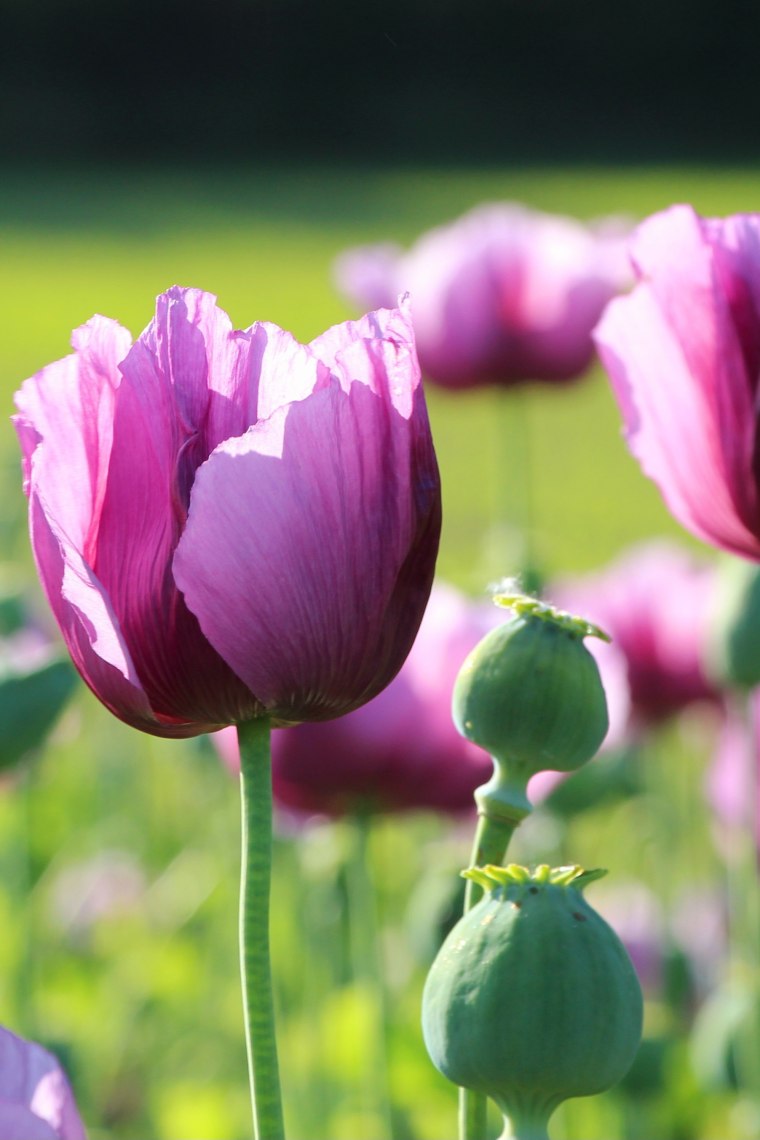 Mohn, © Weinviertel Tourismus