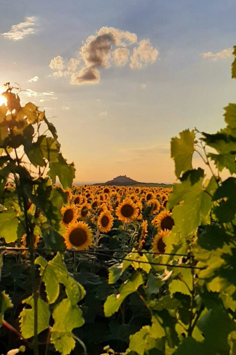 Sonnenblume, © Weinviertel Tourismus