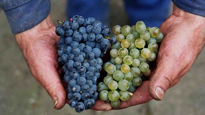 Unsere Trauben, © Weingut Oppenauer