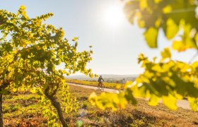 Wald & Reben Radtour, © Weinviertel Tourismus, www.pov.at