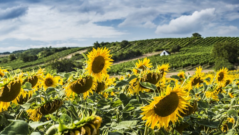 Sonnenblume, © NÖW / Liebert