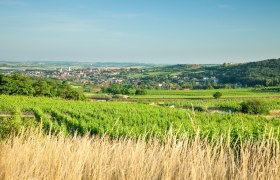 Durch die sanft-hügelige Landschaft rund um Retz, © Retzer Land / Die Reisereporter