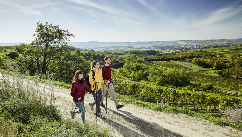 Weinberg.Walking.Weinviertel, © Weinviertel Tourismus / Michael Liebert