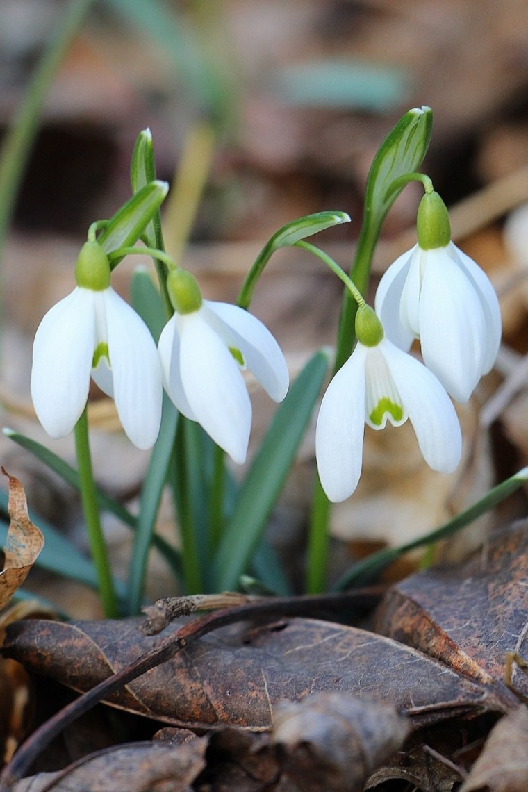 Schneeglöckchen, © Weinviertel Tourismus