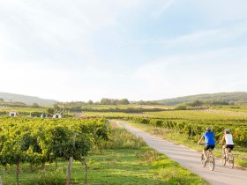 Radeln durch das Weinviertel, © Niederösterreich Werbung / Astrid Bartl