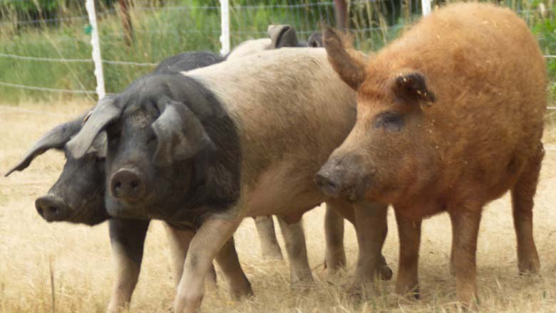 Schweineweide, © Biohof Hubicek