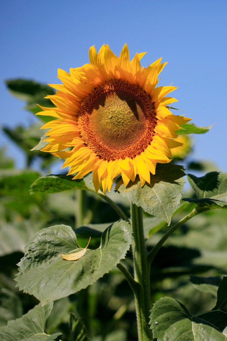 Sonnenblume, © Weinviertel Tourismus / Wurnig