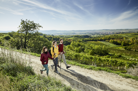 Weinberg.Walking.Weinviertel, © Weinviertel Tourismus / Michael Liebert