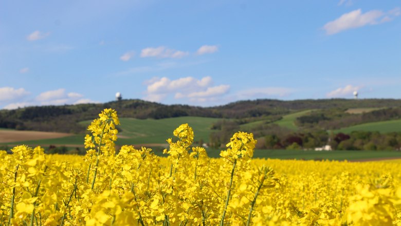 Rapsfeld beim Buschberg, © Weinviertel Tourismus