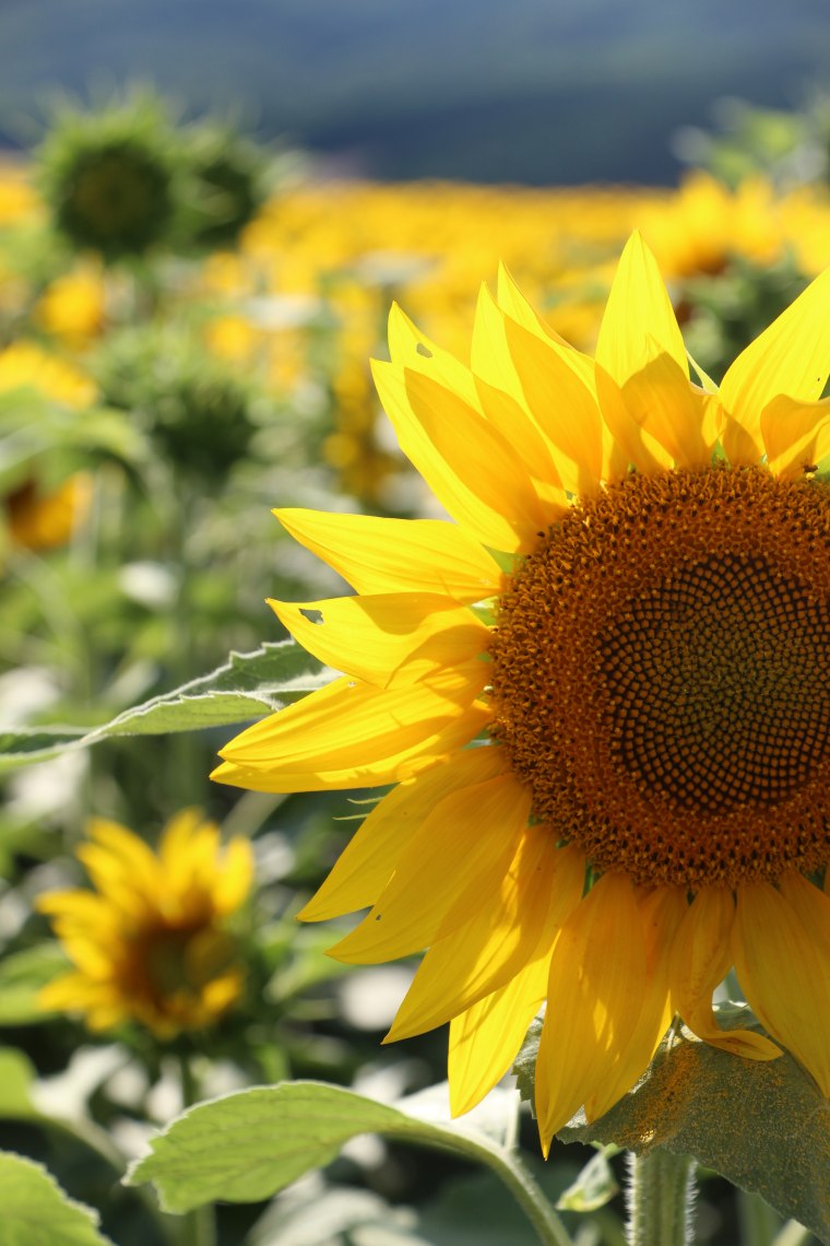 Sonnenblume, © Weinviertel Tourismus