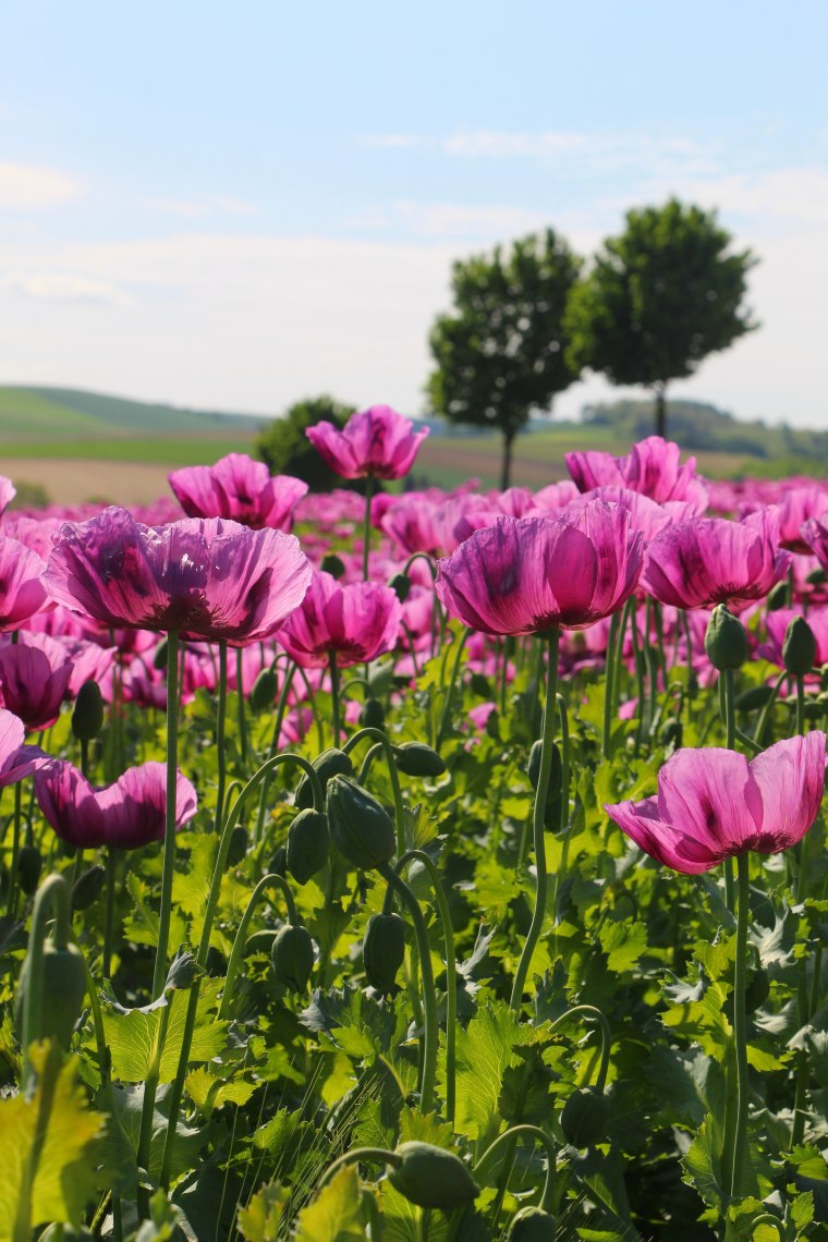 Mohn, © Weinviertel Tourismus