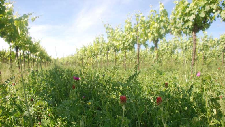 Im Weingarten, © Weingut Oppenauer