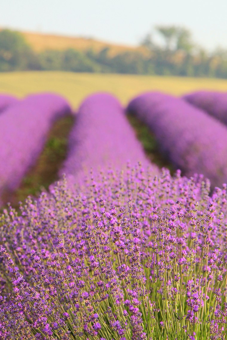 Lavendel, © Weinviertel Tourismus