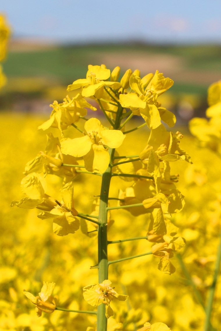 Rapsblüte, © Weinviertel Tourismus