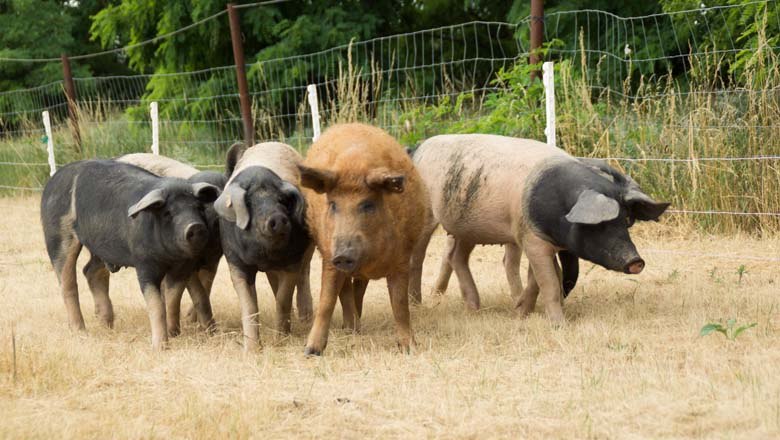 Schweineweide, © Biohof Hubicek