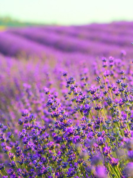 Lavendel, © Weinviertel Tourismus