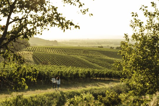 Das Weinviertel ist ein Ort zum Erholen, Entdecken und Genießen. Malerische Kellergassen, Weingärten und eine sanfte Hügellandschaft kennezeichnen die Region. Bei einem Picknick im Weinviertel lässt sich ideal in das Weinviertel eintauchen., © Weinviertel Tourismus / Michael Reidinger