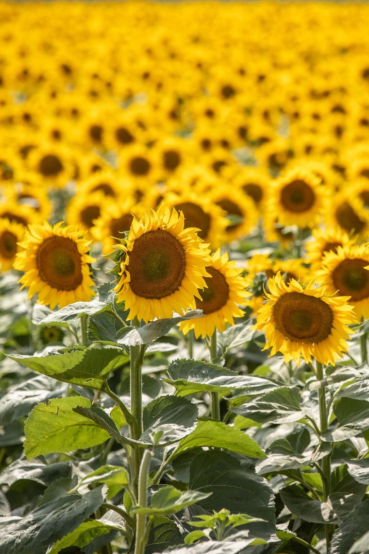 Sonnenblume, © Weinviertel Tourismus / Erwin Haiden