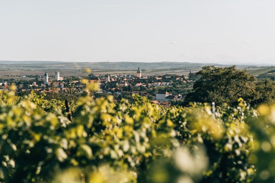 Im Retzer Land, © Niederösterreich Werbung / Romeo Felsenreich