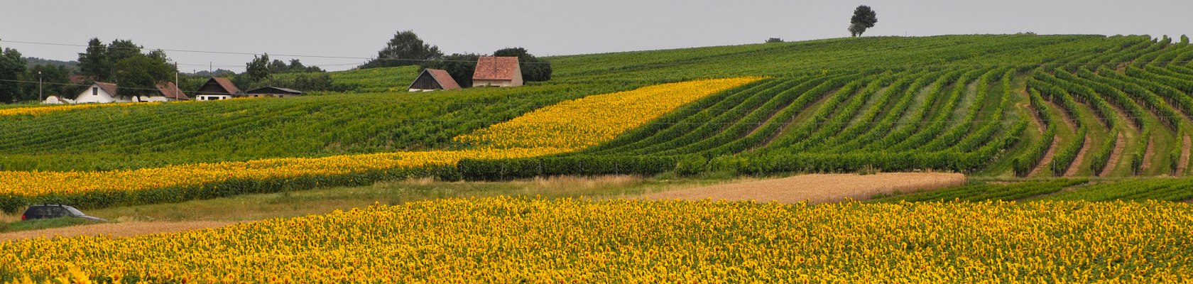 Sonnenblumen bei Kellergasse, © Weinviertel Tourismus / Mandl