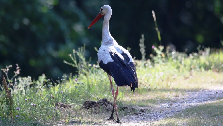 Weißstorch, © Andreas Pataki