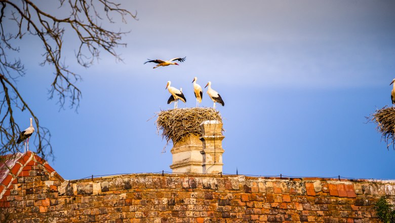 Die größte auf Bäumen brütende Weißstorchenkolonie Mitteleuropas , © Weinviertel Tourismus / POV_Robert Herbst