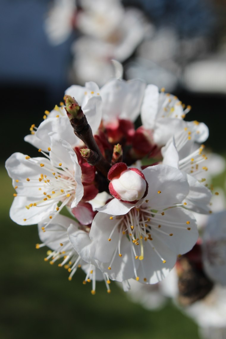 Blüte, © Weinviertel Tourismus