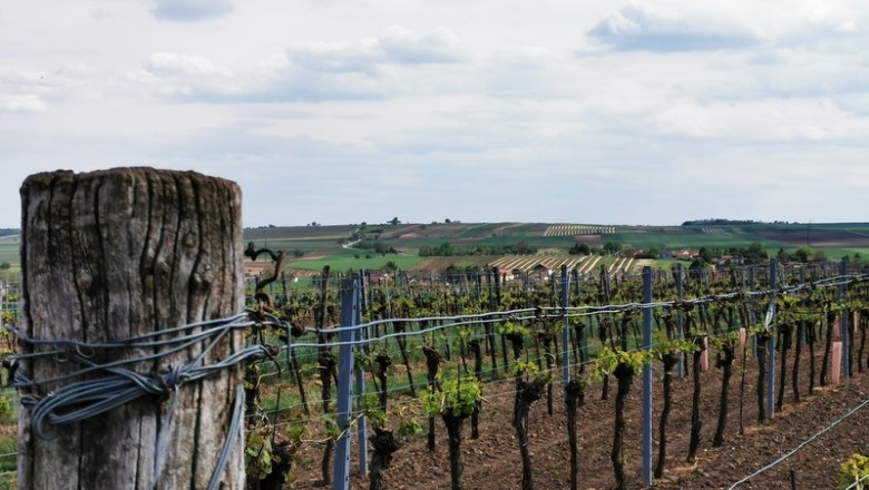 Herrliche Aussicht am Rustenberg, © Weinstraße Weinviertel