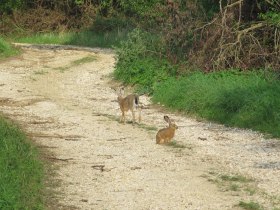 Landesbunnys am Rübensteig, © Franz Ladner