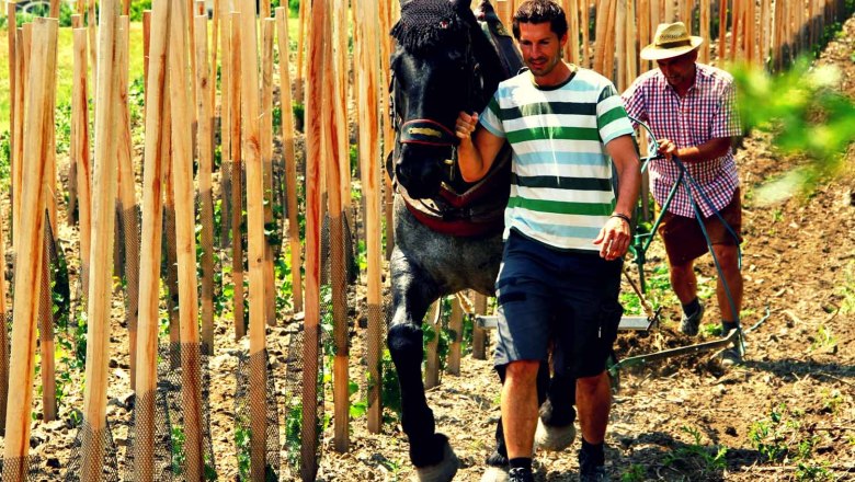 Johannes Friedberger, © Weingut Friedberger