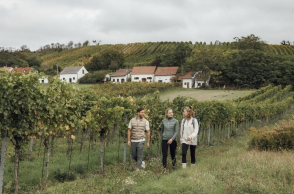 Dem Wein auf der Spur, © Weinviertel Tourismus / Sophie Menegaldo