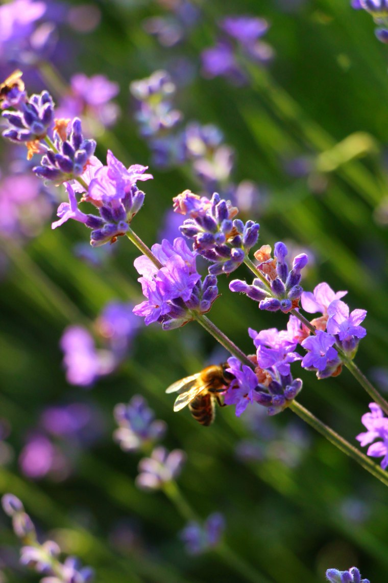 Lavendel, © Weinviertel Tourismus