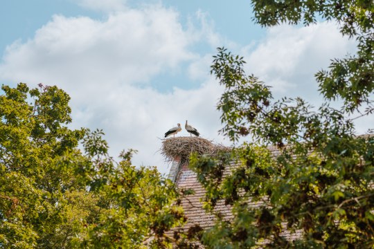 die Weißstorchenkolonie in Marchegg!, © Weinviertel Tourismus / nadinechristine__