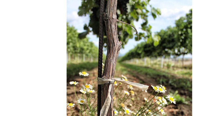 Weinrebe in Harmonie mit Kamille, © Alexander Fleckl