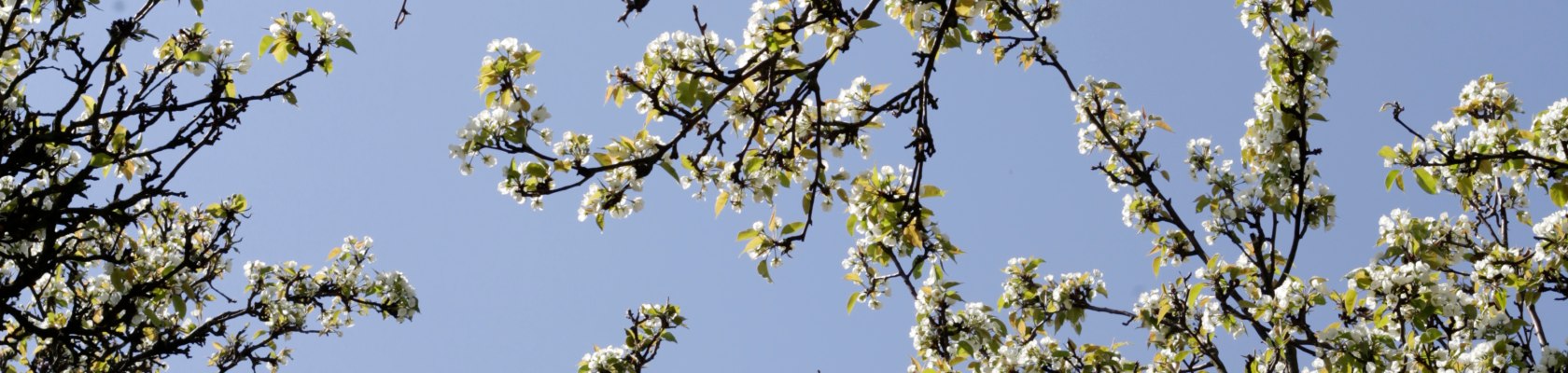 Blüte bei blauem Himmel, © Weinviertel Tourismus / Wurnig