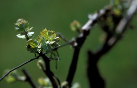 Weinrebe, © Rudi Weiss