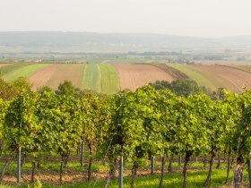 Weingärten rund um Pulkau, © Astrid Bartl