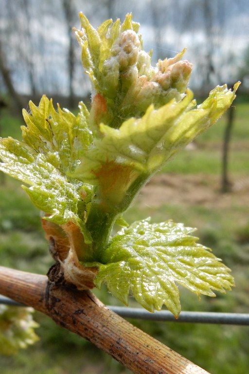 Weingut Kellner, © Ernst Kellner