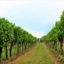 Weinrieden im Retzer Land, © Weingut Studeny