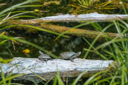 Eine beeindruckende Tier- und Pflanzenwelt erlebt man im Nationalpark Donau-Auen ..., © Weinviertel Tourismus / nadinechristine__