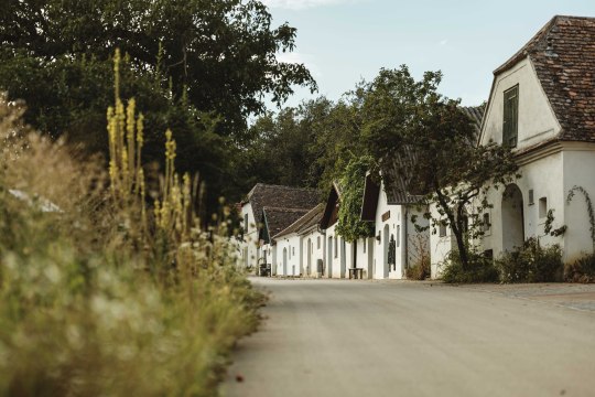 in der Mailberger Kellergasse, © Weinviertel Tourismus / Michael Reidinger