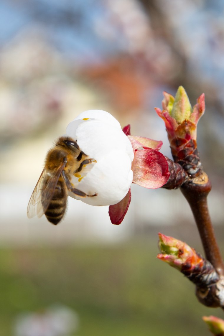 Blüte mit Biene, © Weinviertel Tourismus