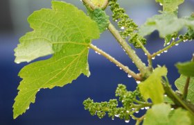 Weinblätter, © Judith Seidl