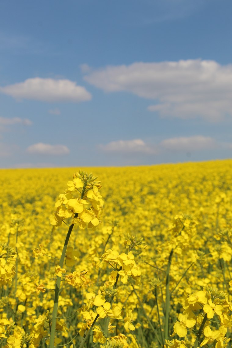 Rapsfeld, © Weinviertel Tourismus