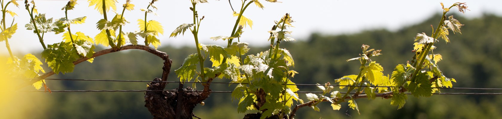 Rebblüte, © Weinviertel Tourismus / Wurnig