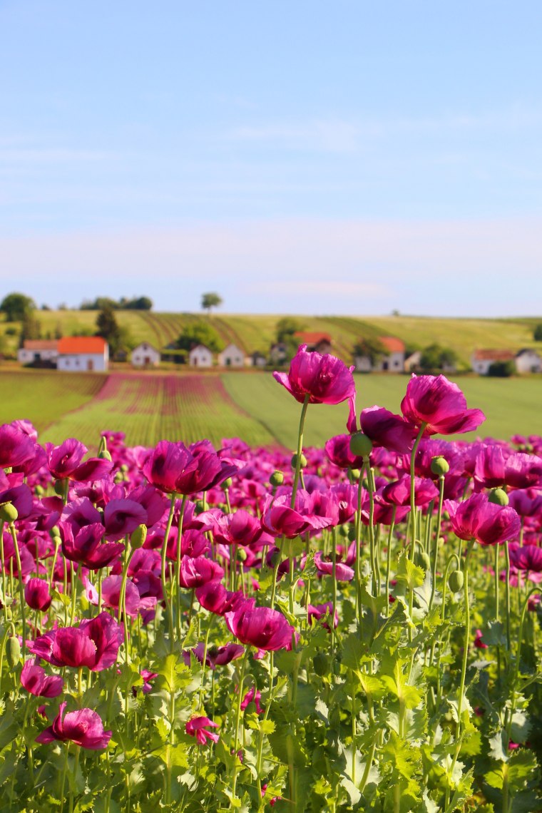 Mohn, © Weinviertel Tourismus