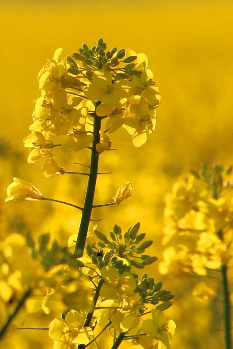 Raps , © Weinviertel Tourismus