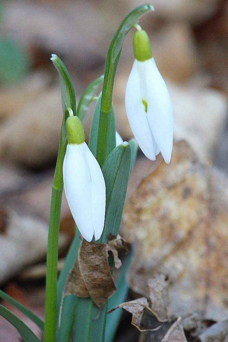 Schneeglöckchen, © Weinviertel Tourismus