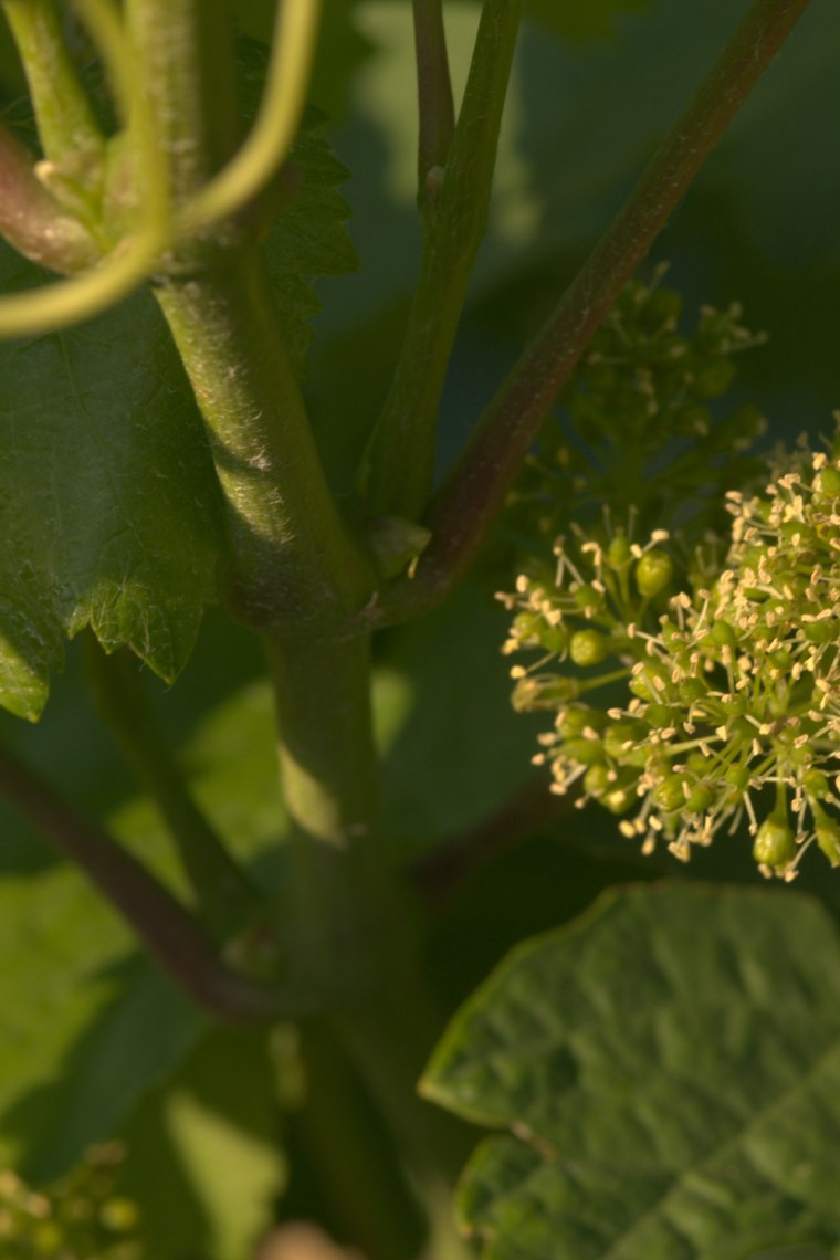 Rebblüte, © Weinviertel Tourismus / Mödl